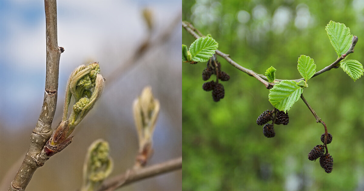 Arin (Alnus incana și Alnus glutinosa) 