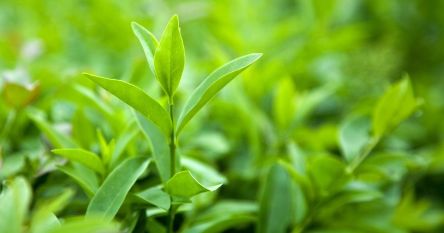 Ceai verde frunze