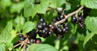 Coacăz negru fructe