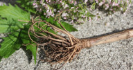 Valeriană rădăcină