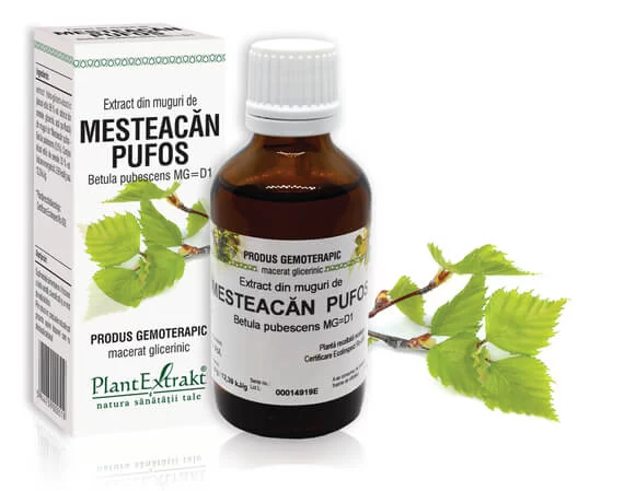 MESTEACĂN PUFOS  - Extract din muguri de Mesteacăn pufos - Betula pubescens
