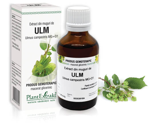 ULM - Extract din muguri de Ulm - Ulmus campestris MG=D1