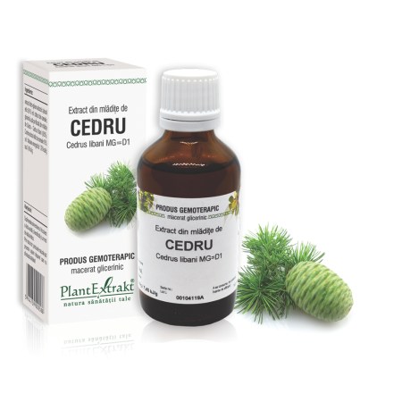 a10624-mladite-cedru-02.jpg